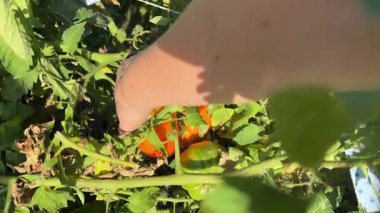 Çiftçi bir serada olgun domatesleri topluyor. Yüksek kalite 4k görüntü