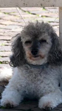 El kamerasında açık kahverengi sevimli Maltipoo kanişi tasmalı ve görünmeyen sahibi yaz günü aniden öne çıkıyor. Yüksek kalite 4k görüntü