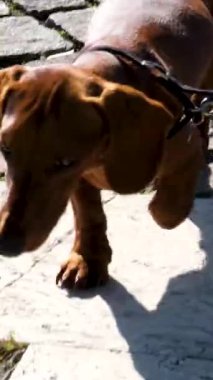 Golfo dei Poeti Cruise Terminali, La Spezia, İtalya. İyi bakımlı bir dachshund köpeği caddede yürüyor.