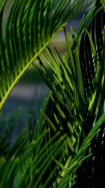 Güneş ışınları palmiye ağaçlarının yeşil yapraklarında parlıyor. Yüksek kalite 4k görüntü