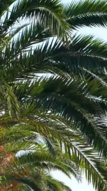 Palmiye ağacı sokağında gün batımı güneşe doğru ilerliyor. Yüksek kalite 4k görüntü