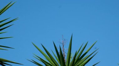 Hindistan cevizi palmiyeleri alt görünüm. Mavi arka planda yeşil palmiye ağacı. Gökyüzüne bakan palmiye ağaçları. Tropikal adada bir sahil. Güneş ışığında palmiye ağaçları. Gimbal 'da çekilmiş..