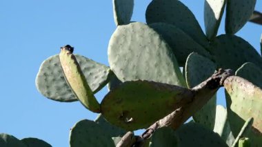 Fas 'ta açık bir gökyüzüne karşı yeşil kaktüs kümesinin yakın plan çekimi. Kaktüs, küçük, yeşil tomurcukları ve koyu lekeleri olan desenli yüzeylere sahiptir. İlgili projeler için mükemmel.