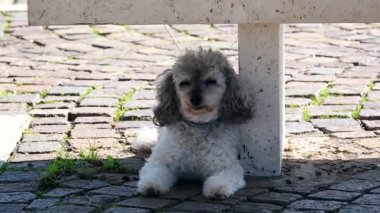 El kamerasında açık kahverengi sevimli Maltipoo kanişi tasmalı ve görünmeyen sahibi yaz günü aniden öne çıkıyor. Yüksek kalite 4k görüntü