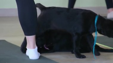 Parktaki bankta köpeğiyle oynayan ve oturan mutlu Asyalı genç kadın. Hayvan sevici kavramı. Yüksek kalite 4k görüntü