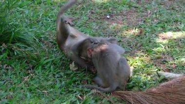 Kruger Ulusal Parkı 'nda, birbirleriyle savaşan iki genç babunun ağır çekimde oynaması. Yüksek kalite 4k görüntü