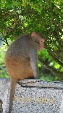 Maymun, verimli yeşillik ve taş duvarlarla çevrili ve sabit bir kamera açısıyla güneşli bir hayvanat bahçesinde yapay kaya oluşumlarına sakince oturur. Yüksek kalite 4k görüntü