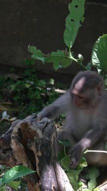 Vietnam 'daki Danang şehrindeki Linh Ung Pagoda' da Buda Heykeli. Yüksek kalite fotoğraf
