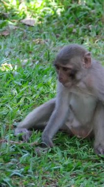 Dişi bir anne macaque maymunu, yavruları arka planda güneşli bir şekilde kürküne tutunurken otların arasında yiyecek arıyor. Yüksek kalite 4k görüntü