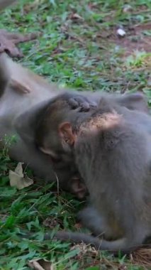 Kruger Ulusal Parkı 'nda, birbirleriyle savaşan iki genç babunun ağır çekimde oynaması. Yüksek kalite 4k görüntü