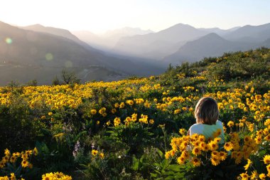 Kaygısız kadın çayır üzerinde rahatlatıcı ve gündoğumu Dağların üzerinden zevk Güneş çiçeklerle yalan. Seattle yakın Arnica veya Balsamroot çiçek. Patterson dağ. Washington. Amerika Birleşik Devletleri.