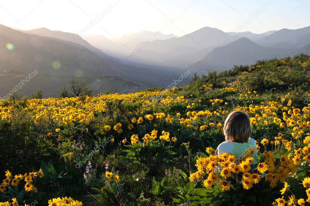 Carefree woman lying on meadow with sun flowers  enjoying sunrise over mountains  and relaxing.  Arnica or Balsamroot flowers  near Seattle. Patterson Mountain. Washington. United States of America.