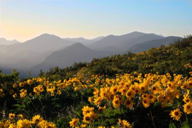 Arnica veya Balsamroot çayırlar North Cascades Randge çiçek açması çiçegi. Winthrop. Washington eyaleti. Amerika Birleşik Devletleri.