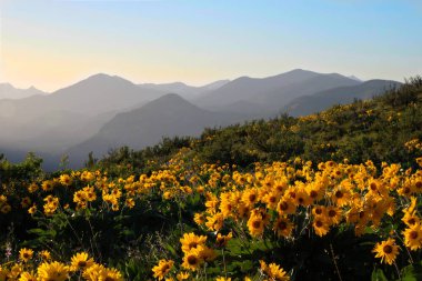 Arnica or Balsamroot wild flowers blossoming on meadows in North Cascades Randge. Winthrop. Washington State. United States of America. clipart