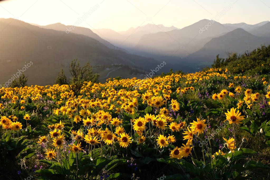 Arnica and Lupine wildflowers in meadows at sunrise. Beautiful landscape with wild sunflowers in Cascade Mountains. Winthrop. Washington State. United States of America.