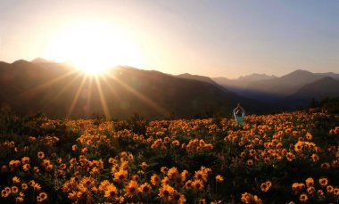 Çiçeklerle çevrili kişi. Arnica çayır on gün batımında meditasyon kadın. Washington State açık yoga. CASCADE Dağları. Seattle. Amerika Birleşik Devletleri.