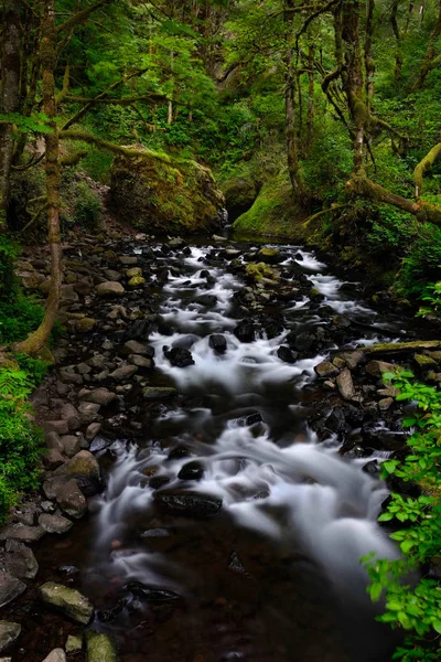 Üppiger Wald Mit Wildwasserbach Waldbach Columbia Flussschlucht Sommer Portland Oregon — Stockfoto