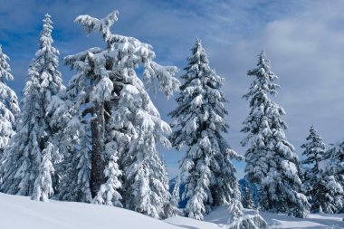 Ağaçlar karla kaplı. Mavi ve beyaz renkler. Vancouver yakınındaki Cypress dağda Kayak Merkezi. North Shore. British Columbia. Kanada.