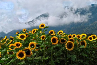 Sunflower fields in full bloom with hills and clouds in the background. Vancouver. British Columbia. Canada. clipart