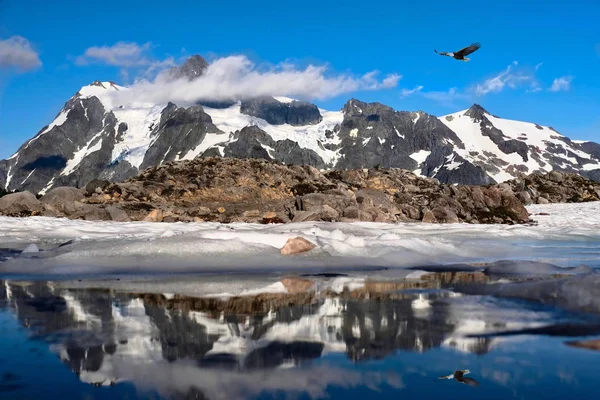 Bold Eagle Vliegt Besneeuwde Bergen Reflectie Alpine Meertje Zomer Wandelen — Stockfoto