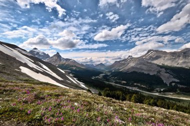 Kanada Rocky Dağları manzara. Pembe çiçekler, geniş görüş dağ ve vadi ile Alpin çayırlar karla kaplı. Columbia Icefield. Banff / Jasper Milli Parkı. Alberta. Kanada.