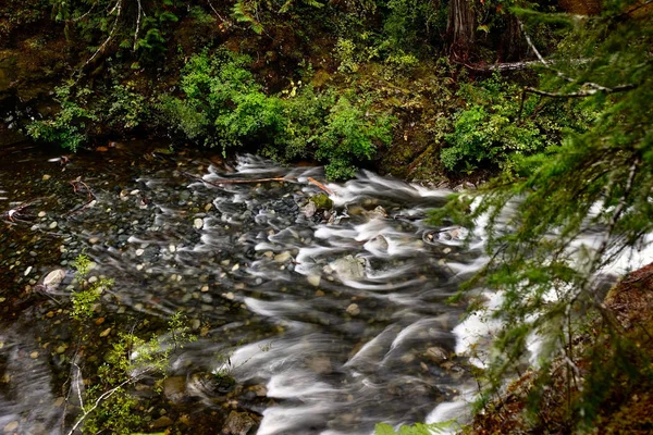 Ruisseau Forestier Pluvial Dans Parc National Pacific Rim Sur Île — Photo