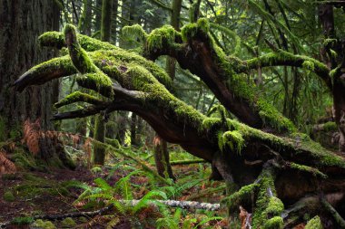 Yosun ve yağmur ormanlarında fern. Pasifik Kıyısı Milli Parkı Vancouver Adası yakınlarında Estevan '. British Columbia. Kanada.