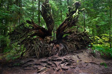Ölü ağaç kökleri. Yağmur ormanı Pasifik Kıyısı Milli Parkı'nda Estevan yakınındaki. Vancouver Adası. British Columbia. Kanada.