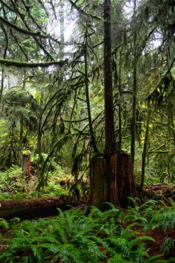 Yağmur ormanlarında Pasifik Kıyısı Milli Parkı'nda eski ağaç büyüyen ağaçlar stump. Vancouver Adası. Nanaimo. British Columbia. Kanada