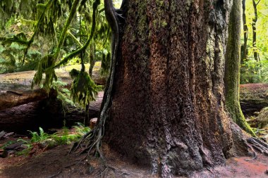 Very old huge red cedar tree in Cathedral Grove. Mac Millan Provincial Park near Nanaimo. Vancouver Island. British Columbia. Canada clipart