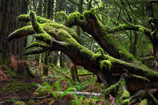 Moss and fern in rain forest. Pacific Rim National Park in Vancouver Island near Tofino. British Columbia. Canada.