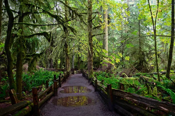 Bir yağmurlu günde Katedrali Grove yağmur ormanlarında yolu. Mac Millan Provincial Park Vancouver Adası. Nanaimo. British Columbia. Kanada.