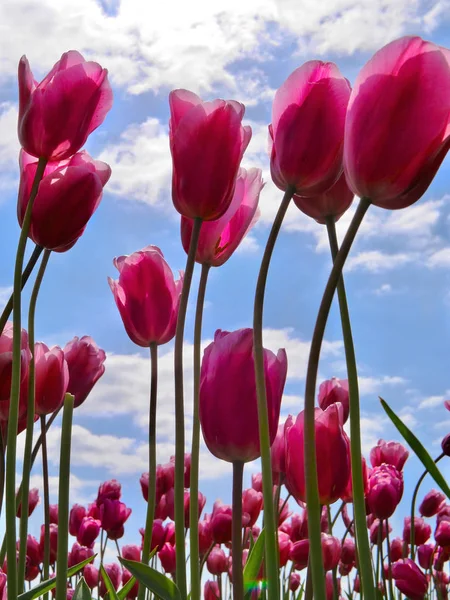 Rosafarbene Tulpen Vor Blauem Himmel Tulpenfest Der Nähe Von Seattle — Stockfoto