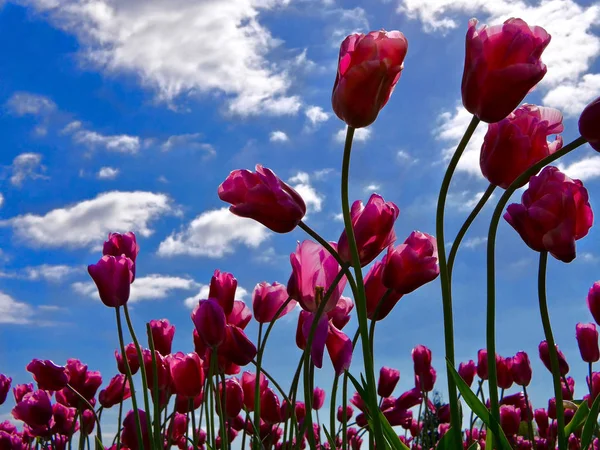 Rosafarbene Tulpen Vor Blauem Himmel Tulpenfest Der Nähe Von Seattle — Stockfoto