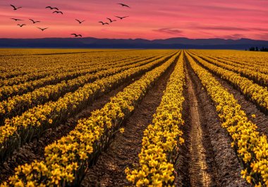 Daffodil fields at sunset with birds flying over. Skagit Valley Tulip Festival near Mount Vernon. WA. USA clipart