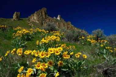 Yeşil tepedeki Arnica. Wenatchee yakınlarındaki Saddle Rock yürüyüş parkuru. Washington. Amerika Birleşik Devletleri