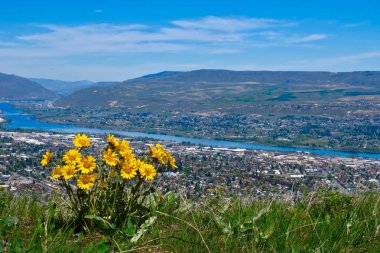 Arnica flowers and city view. Balsamroot on hill above the river and city. Wenatchee. Washington. United States of America clipart