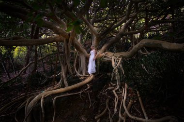 Büyük dalları ve kökleri olan bir kadın. Koko Krateri Botanik Bahçesindeki Ficus Vasta. Honolulu 'da tropik bir orman. Oahu Adası. Hawaii mi? Amerika Birleşik Devletleri