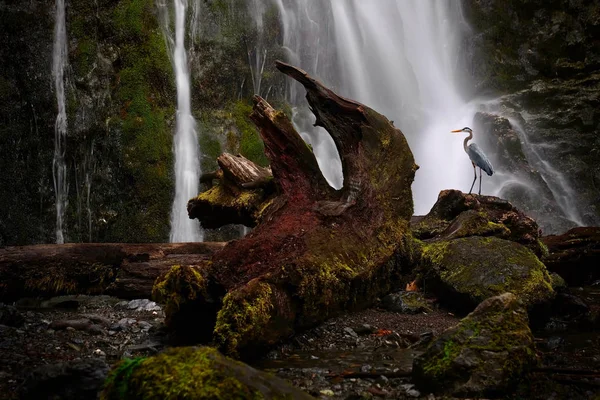 Great Blue Heron Standing Fallen Tree Waterfall Rain Forest Madison — Stock Photo, Image