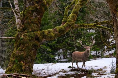 Elwha nehri yakınlarındaki kış yağmur ormanlarında boynuzları olan geyik erkeği. Port Angeles'ta. Olimpik Milli Park. Olimpiyat Yarımadası. Washington. Amerika Birleşik Devletleri