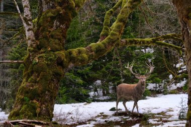 Elk male with horns in winter rainforest near  Elwha river. Port Angeles. Olympic National Park.  Olympic Peninsula.  Washington. United States of America clipart