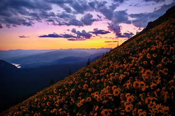 Columbia River Gorge Hills Covered Wildflowers Arnica Arrowleaf Balsamroot Alpine — Stock Photo, Image