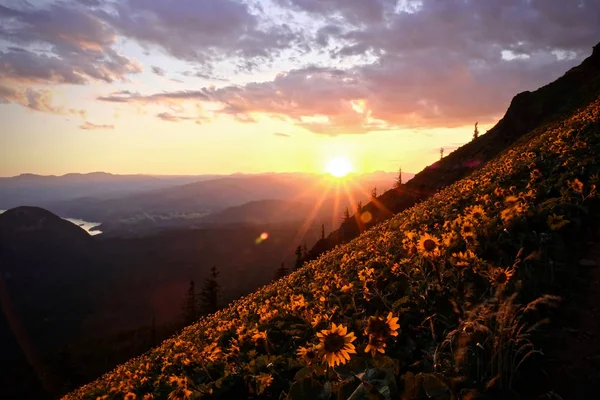 日没時の高山牧草地のアルニカ コロンビア川渓谷の太陽の花 ポートランド バンクーバー オレゴン アメリカ合衆国 — ストック写真