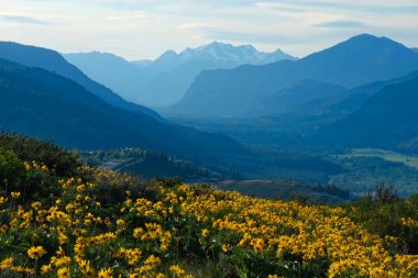 Alpine meadows with arnica flowers in full bloom and view of North Cascade Mountains and valley.  Sun Mountain Lodge. Winthrop. Washington. United States. clipart