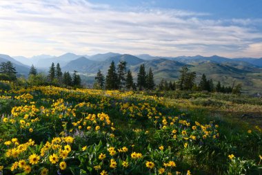 Arnica çayırlarda tam çiçek açmış. Winthrop yakınlarındaki Rolling Hills. Kuzey Cascades Dağları. Washington. Amerika Birleşik Devletleri