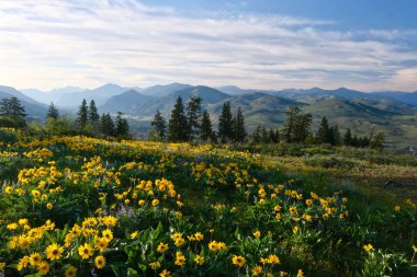 Arnica in meadows in full bloom. Rolling hills  near Winthrop. North Cascades Mountains. Washington. United States of America clipart