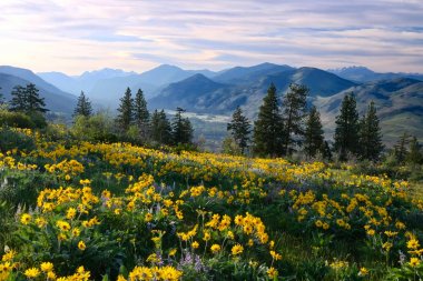 Washington'da yürüyüş. Arnica ve lupine kır çiçekleri ve Winthrop yakınlarındaki Cascade Range Dağları ile Çayırlar. Wa. Devletleri Birleştirir.