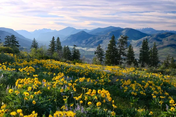 Randonnée Washington Prairies Avec Arnica Fleurs Sauvages Lupin Montagnes Chaîne — Photo