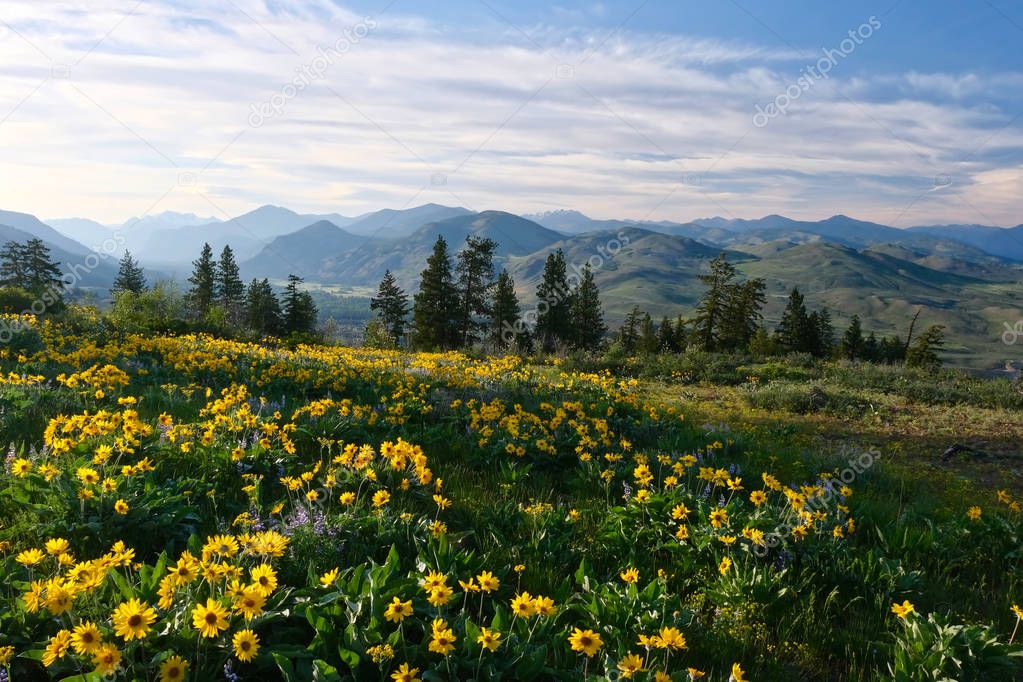 Arnica in meadows in full bloom. Rolling hills  near Winthrop. North Cascades Mountains. Washington. United States of America