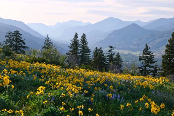 Vacation Travel Washington Meadows Arnica Lupine Wildflowers Cascade Range Mountains — Stock Photo, Image